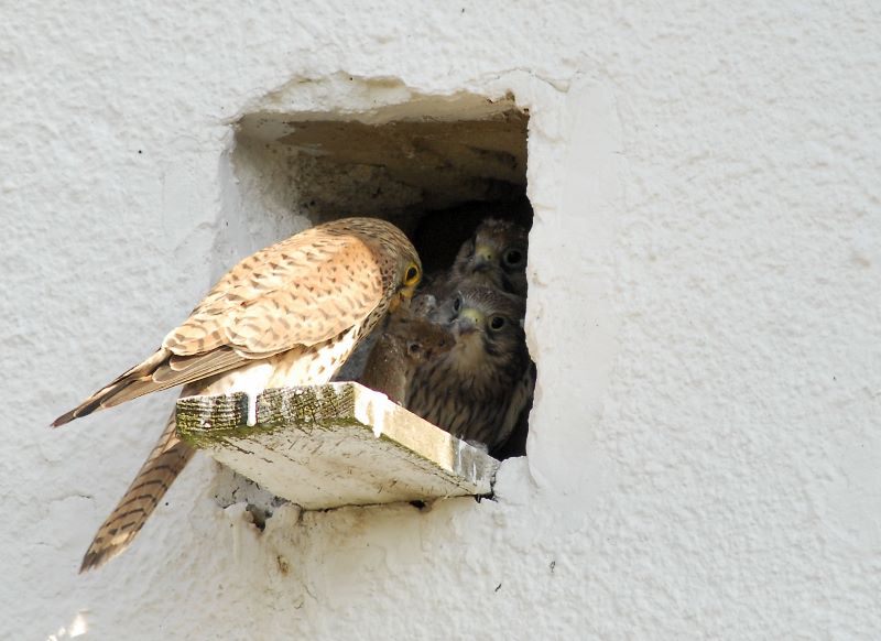 junge Turmfalken und die Beute